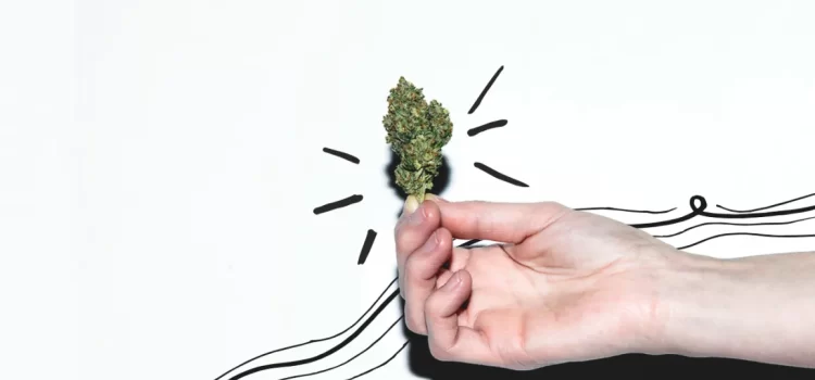 Purple Haze Cannabis Strain