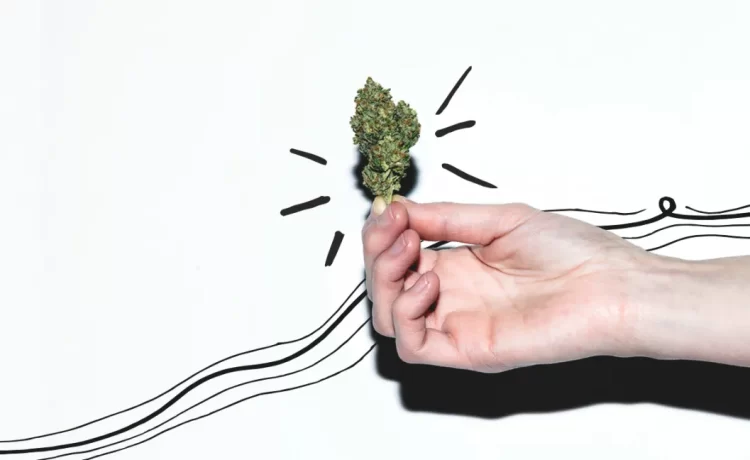 Purple Haze Cannabis Strain