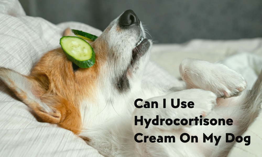 Can I Use Hydrocortisone Cream on My Dog Healthy B Daily